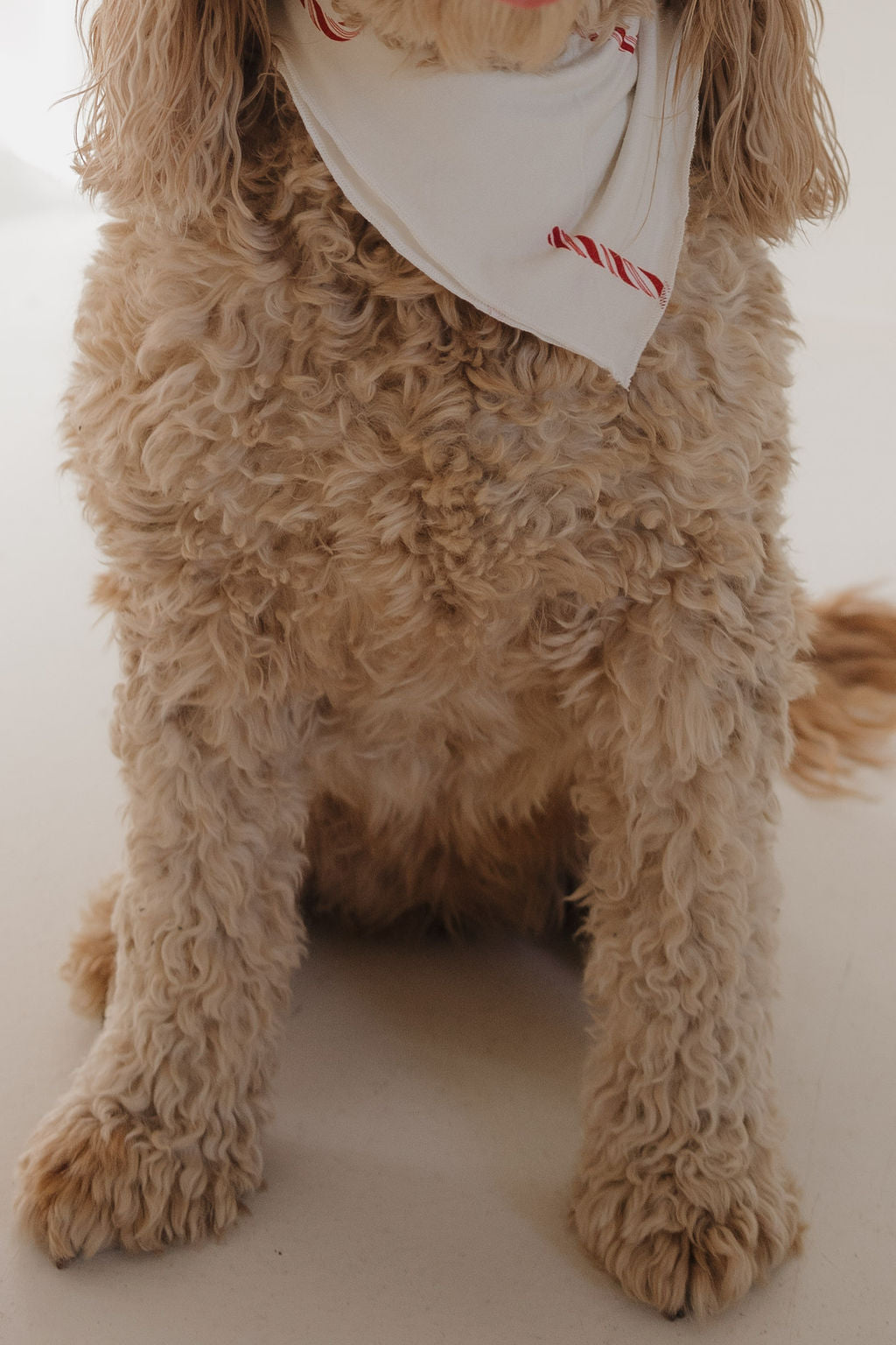 bamboo pet bandana // candy cane (*comes in family matching*)