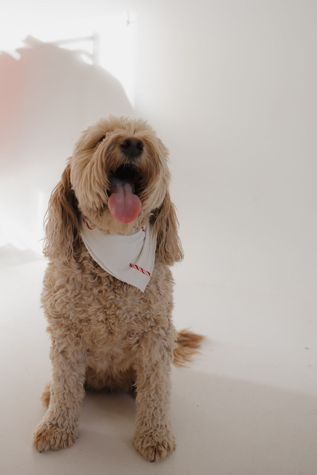 bamboo pet bandana // candy cane (*comes in family matching*)
