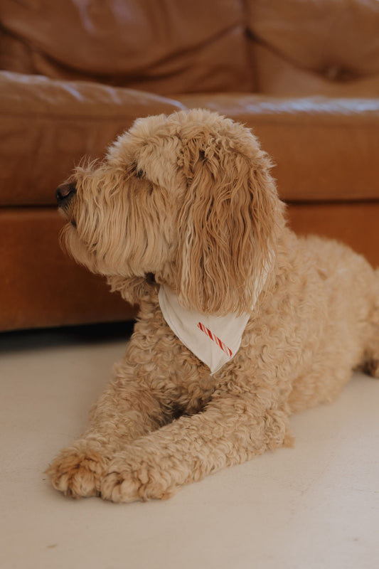 bamboo pet bandana // candy cane (*comes in family matching*)